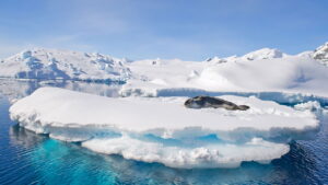 Cientistas encontram criaturas surpreendentes nas águas da Antártida