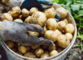 Aprenda a plantar batatas facilmente e colha seu próprio alimento