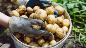 Aprenda a plantar batatas facilmente e colha seu próprio alimento