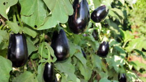 Tudo o que você precisa saber para cultivar berinjela em casa