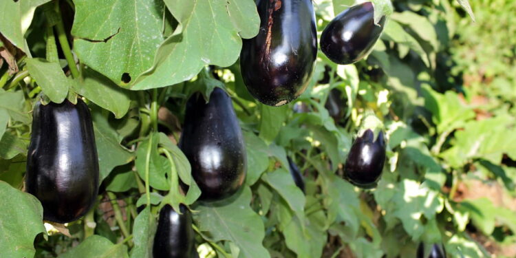 Tudo o que você precisa saber para cultivar berinjela em casa