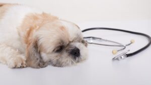 Cachorro pode ficar gripado?