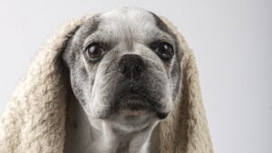 cachorros sentem frio
