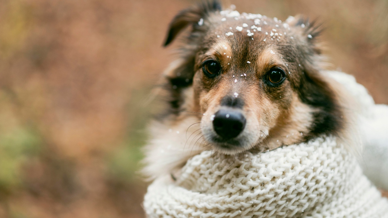 cachorros sentem frio