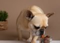 Chocolates para pets causam intoxicação! Imagem: FreePik
