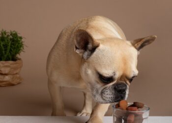 Chocolates para pets causam intoxicação! Imagem: FreePik
