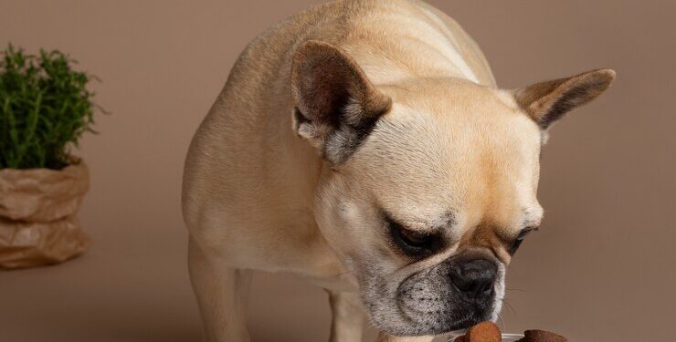 Chocolates para pets causam intoxicação! Imagem: FreePik