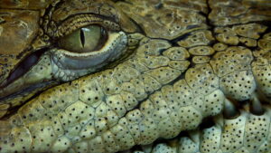 O crocodiliano mais impressionante que já existiu na Terra