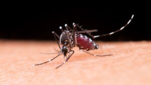 dengue no Brasil