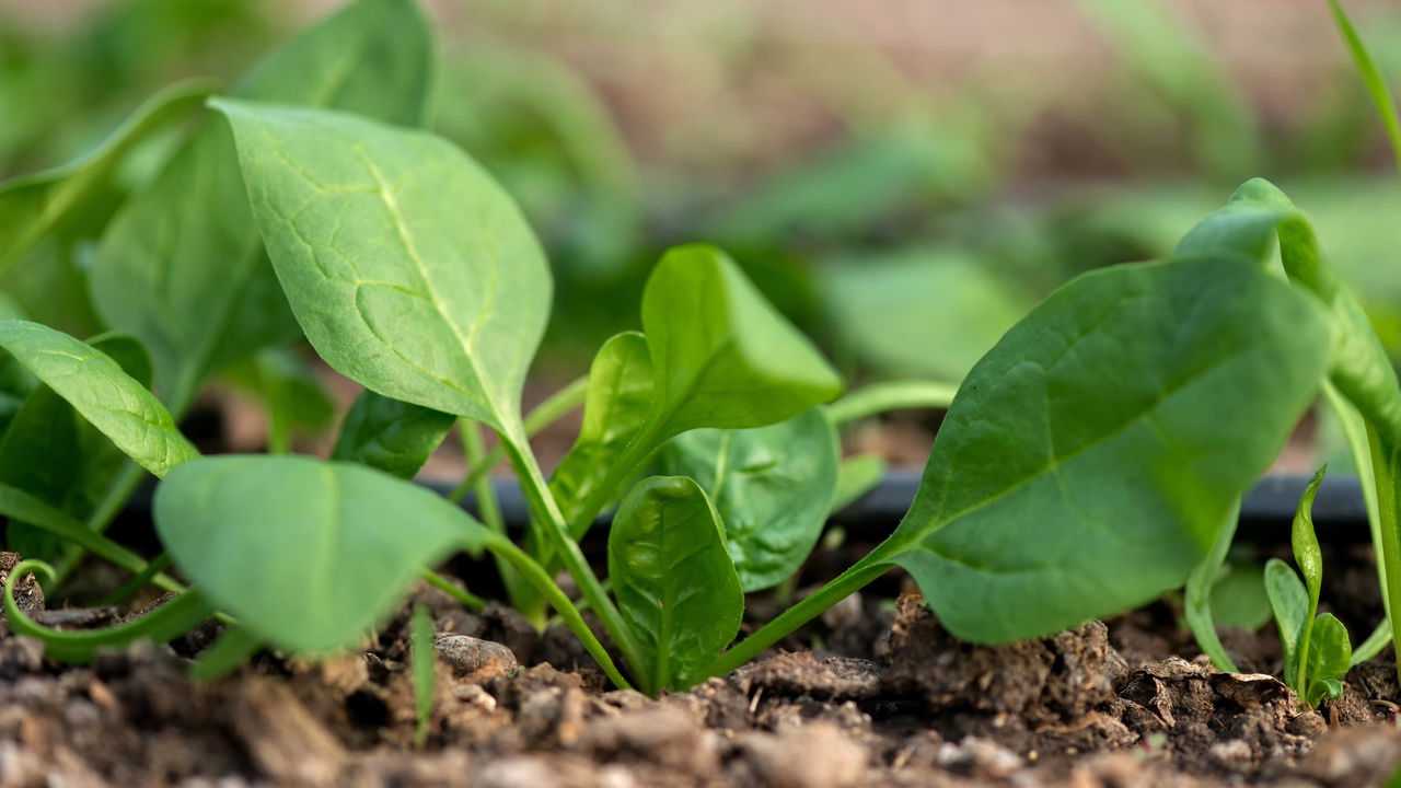 Como plantar espinafre em casa de forma fácil e rápida