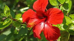 O que plantar em abril para ter um jardim colorido quando o calor chegar