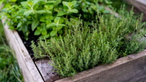 Como Criar um Jardim de Plantas Medicinais em Casa?