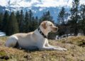 labrador