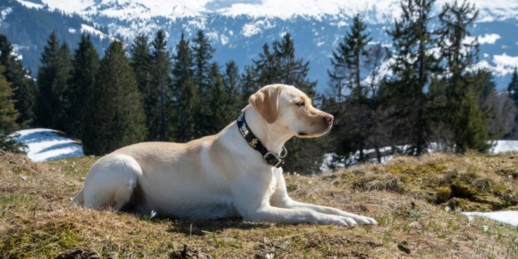 labrador