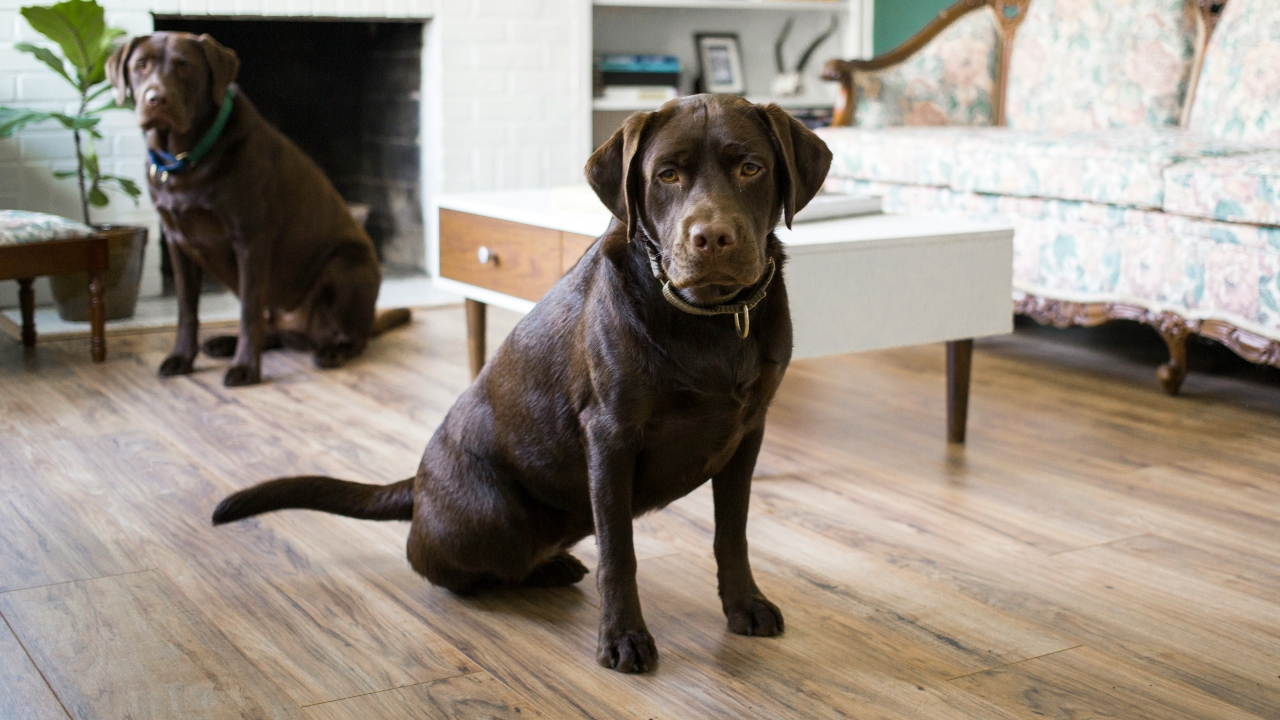 labrador