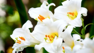 Como plantar lírios e garantir flores lindas o ano todo