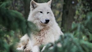 lobo terrível