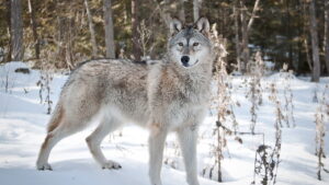 Estamos revivendo espécies extintas? O que realmente está por trás do lobo-terrível