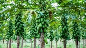 Como cultivar mamão em casa e aproveitar todos os seus benefícios?