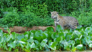Veja as paisagens mais deslumbrantes do Pantanal – Um paraíso natural