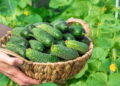 Aprenda como plantar pepinos em casa com pouco espaço e colha alimentos frescos com facilidade o ano todo.