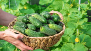 Aprenda como plantar pepinos em casa com pouco espaço e colha alimentos frescos com facilidade o ano todo.
