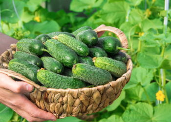 Aprenda como plantar pepinos em casa com pouco espaço e colha alimentos frescos com facilidade o ano todo.
