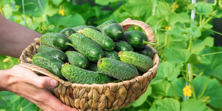 Aprenda como plantar pepinos em casa com pouco espaço e colha alimentos frescos com facilidade o ano todo.