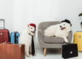 Viajar com pets? Essas cidades são mais acolhedoras que hotéis de luxo
