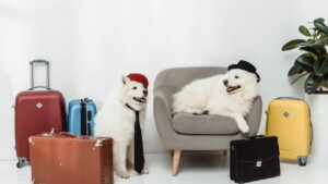 Viajar com pets? Essas cidades são mais acolhedoras que hotéis de luxo