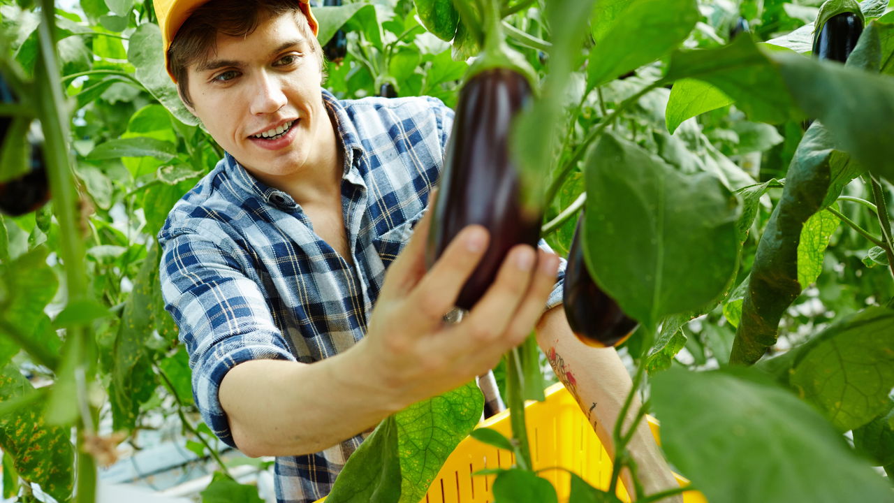 Tudo o que você precisa saber para cultivar berinjela em casa