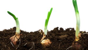 Você não vai acreditar como é fácil cultivar cebolas em casa