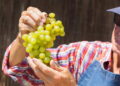 Você sabia que é possível ter uvas frescas no quintal? Veja como