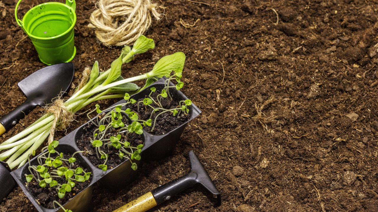 Você sabia que pode cultivar abóbora em vasos? Veja como fazer isso corretamente