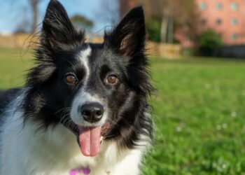 border collie