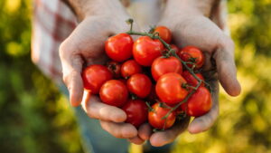 Por que plantar tomates em casa pode ser a melhor decisão para sua saúde?