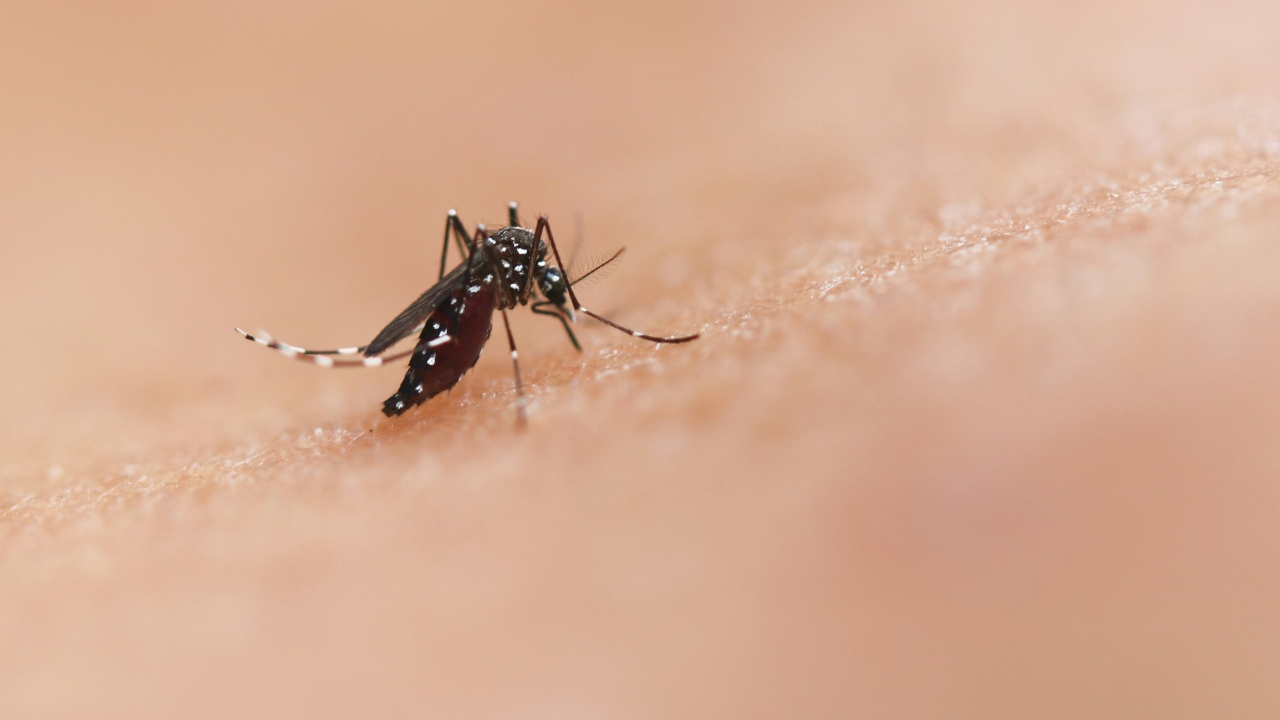 Vacina contra chikungunya