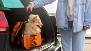 viajar com pet