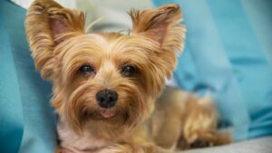 yorkshire terrier