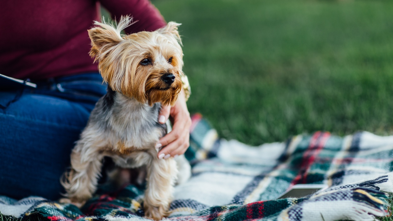 yorkshire terrier