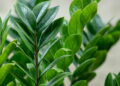 Esse ingrediente de cozinha está salvando zamioculcas pelo Brasil inteiro