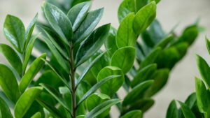 Esse ingrediente de cozinha está salvando zamioculcas pelo Brasil inteiro