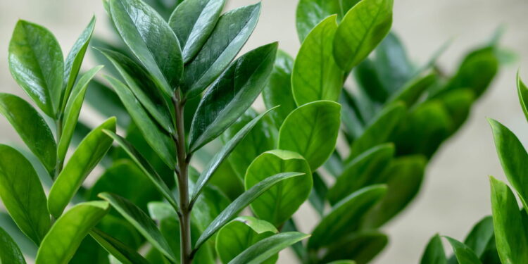 Essa planta está ligada à prosperidade e pode transformar seu lar