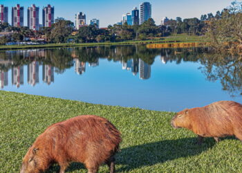 A cidade brasileira que une aluguel barato e vida tranquila