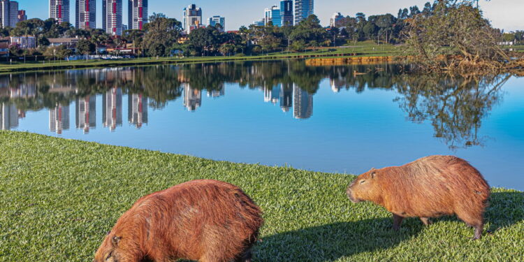 A cidade brasileira que une aluguel barato e vida tranquila