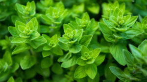 As melhores plantas repelentes para afastar mosquitos da dengue naturalmente