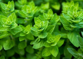 As melhores plantas repelentes para afastar mosquitos da dengue naturalmente