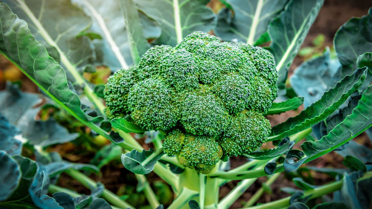 O melhor guia para plantar brócolis com sucesso em casa