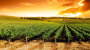 O destino brasileiro que vai conquistar os amantes de vinho