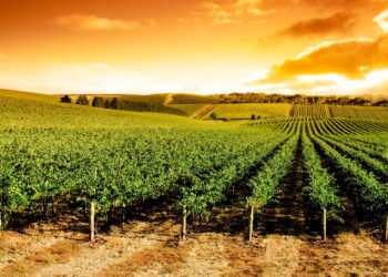 O destino brasileiro que vai conquistar os amantes de vinho